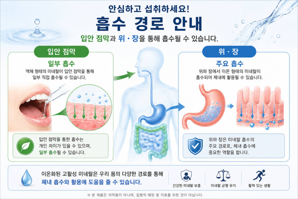 일반 결정형 칼슘과 이온화 고활성 미네랄의 체내 흡수 및 소화 경로 차이 비교