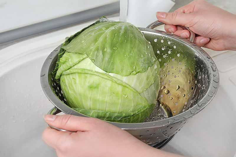 올바른 양배추 세척법 및 보관법