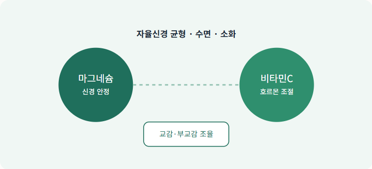 마그네슘과 비타민 C의 자율신경, 수면, 소화 작용 경로